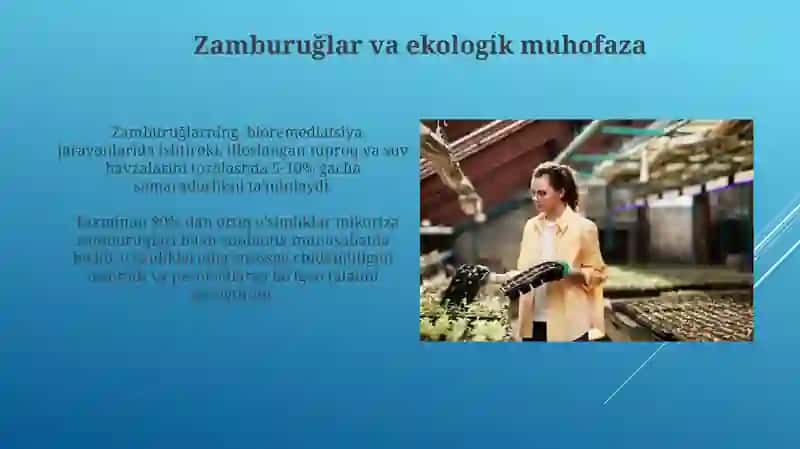 Zamburuğlar yetishtirish texnologiyalari 4
