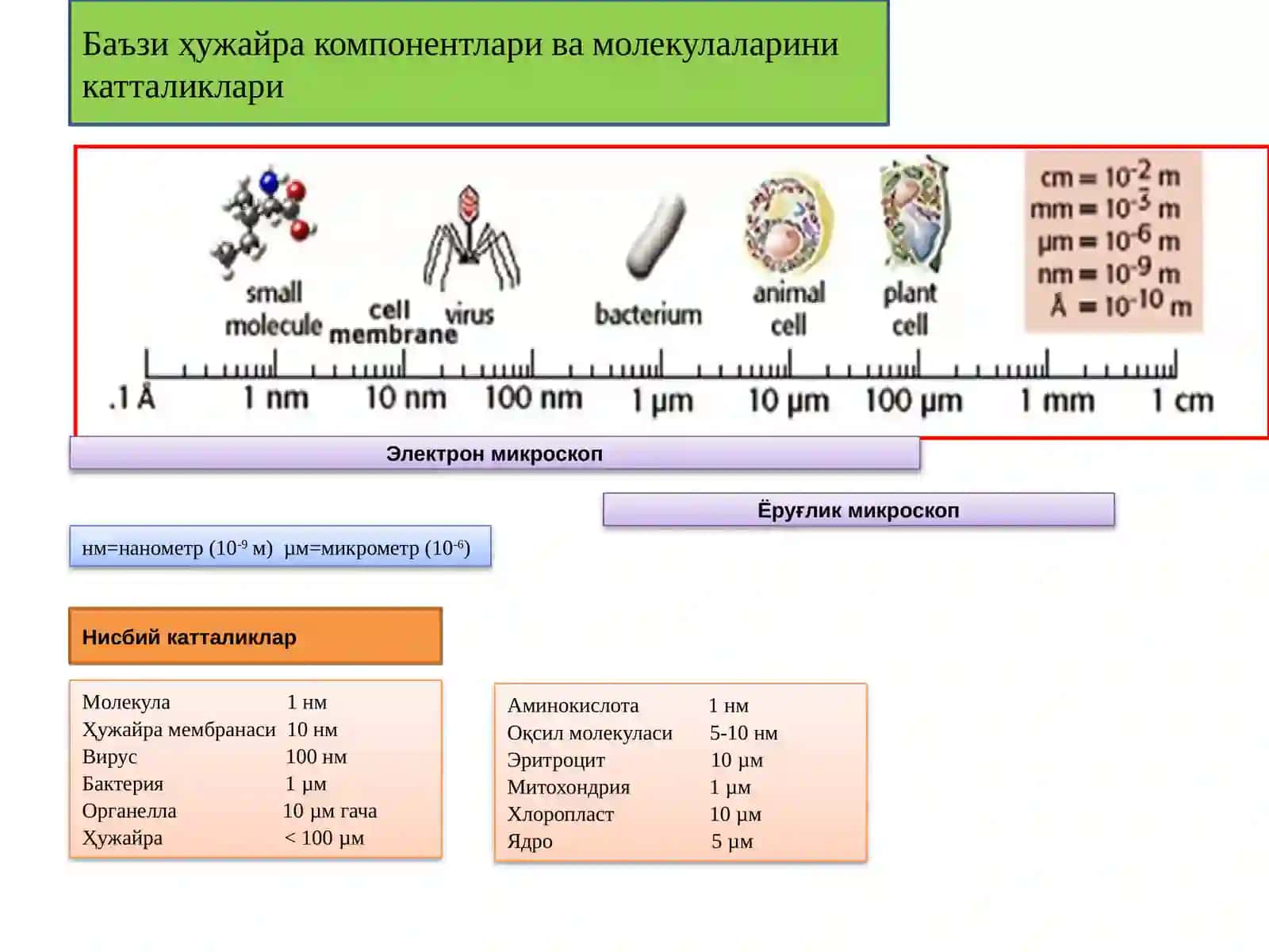 Биологик мембраналартузилиши ва функцияси 4