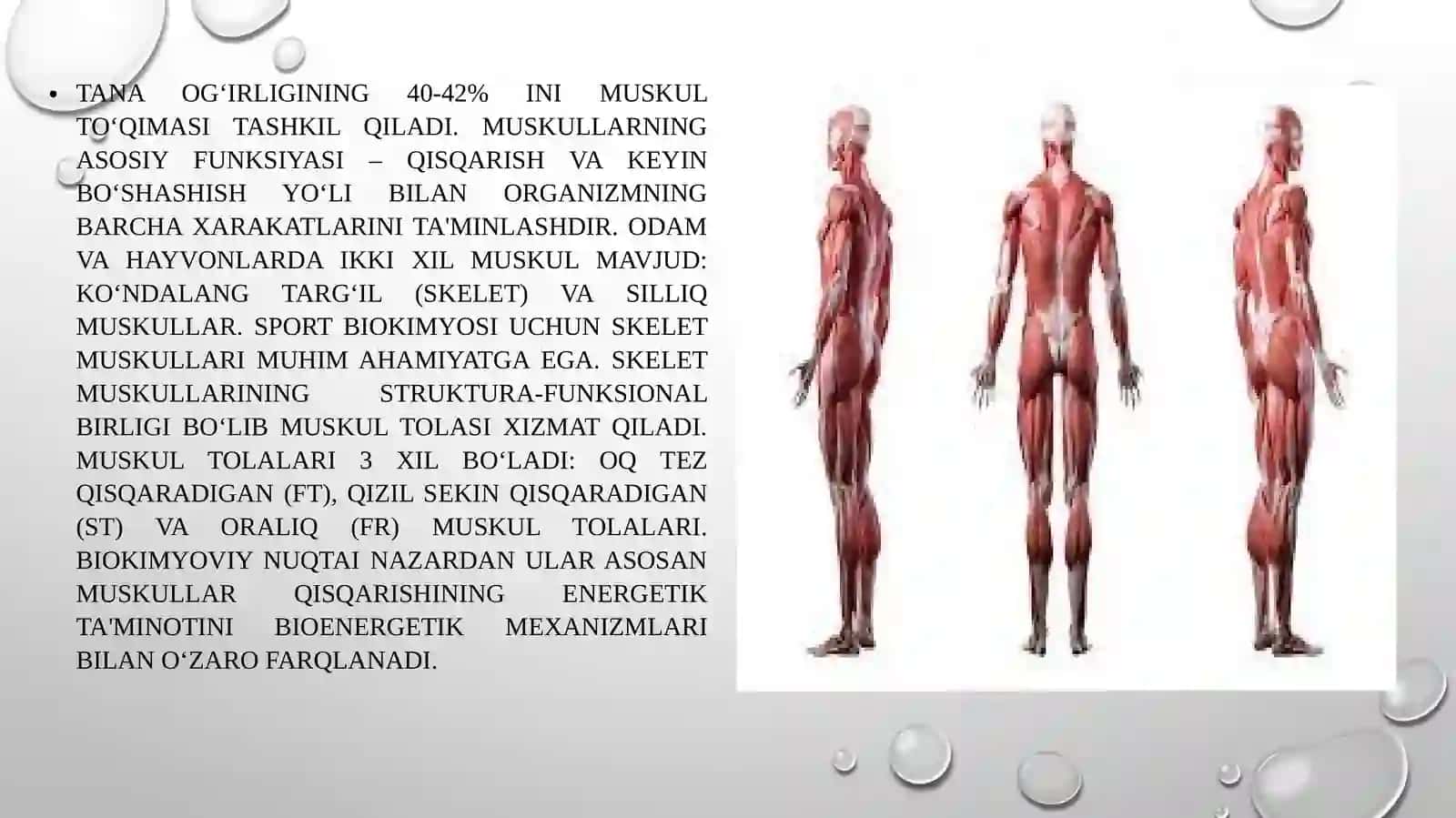 Muskulvamuskulningqisqarishbiokimyosi 4