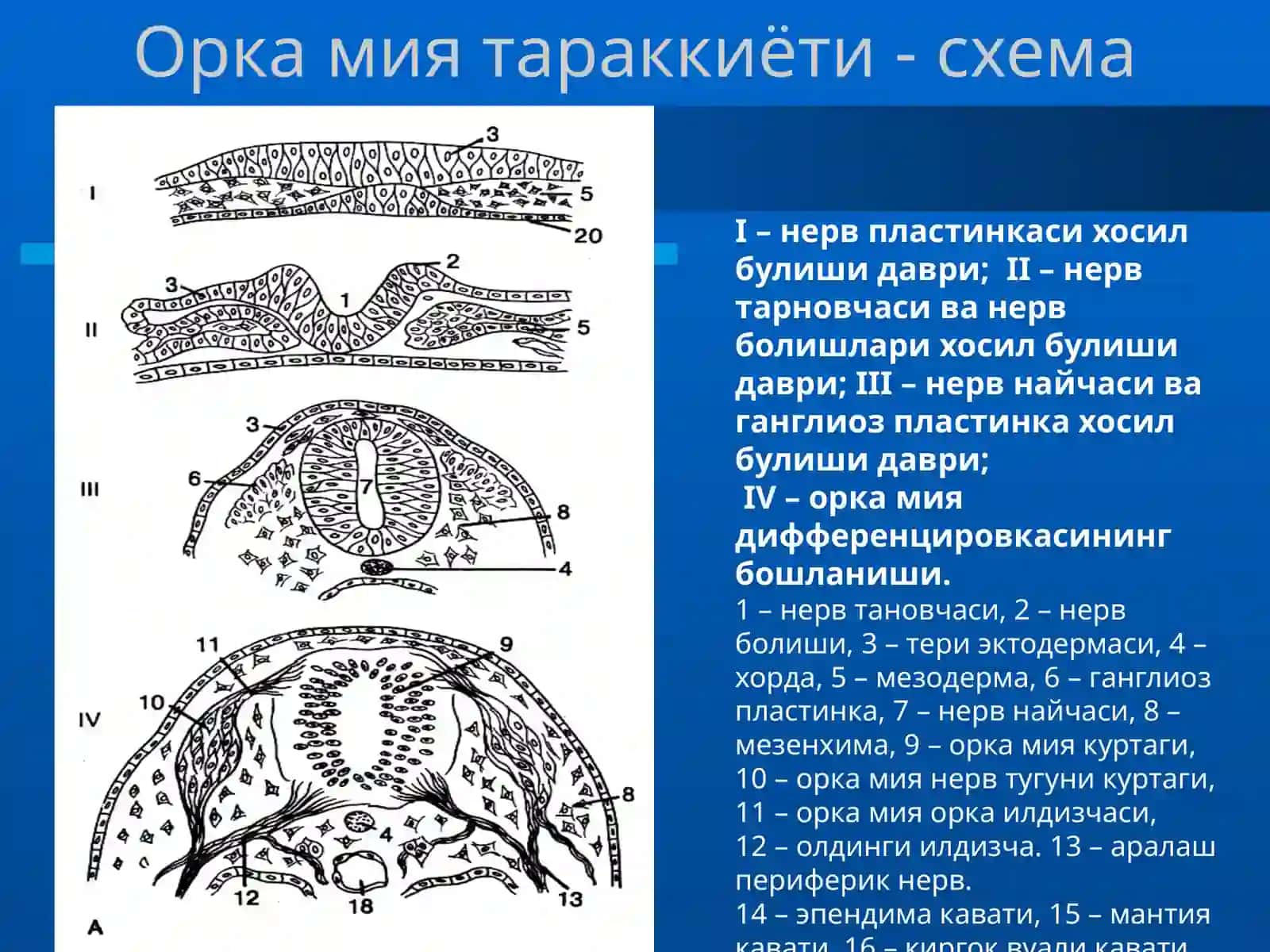 Оркамиятараккиёти 4