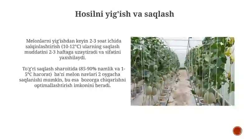 Qovun yetishtirish va texnalogik xarita tuzish 4