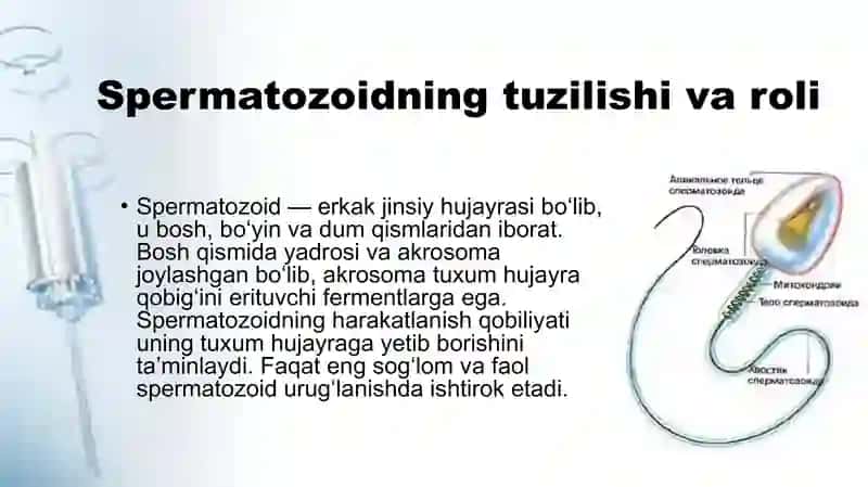 Urugʻlanish va embriongenez bosqichlari 4