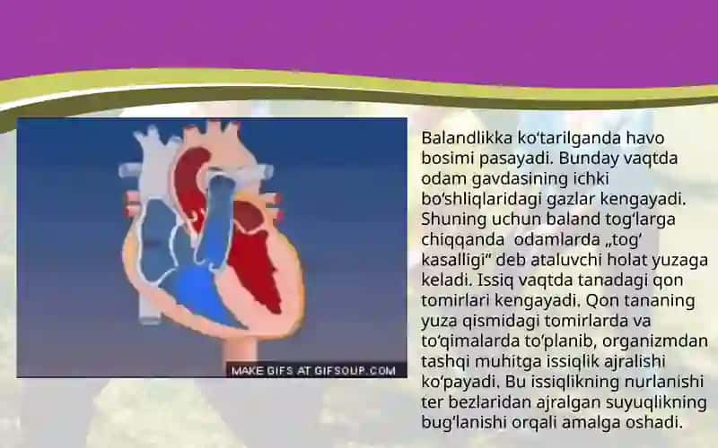 Tashqimuhitomillarining yurak faoliyati va qon bosimi g'a 4