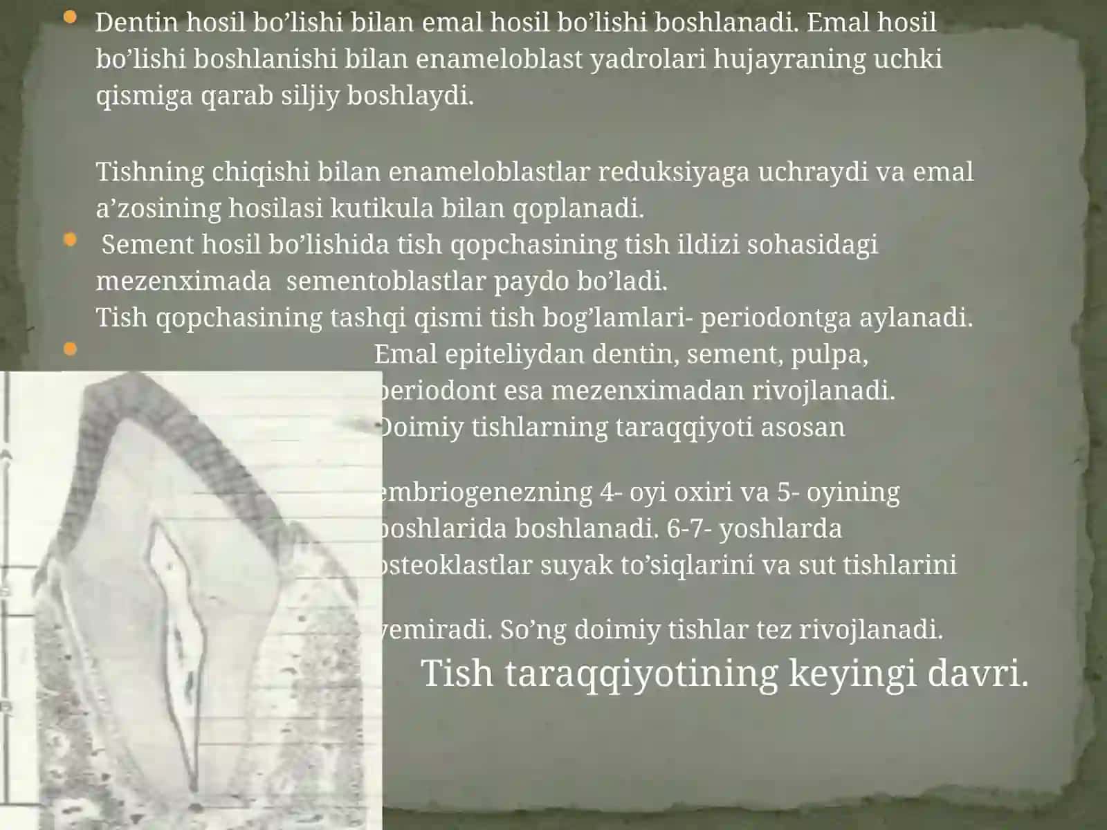 Tishlarningtuzilishi 4