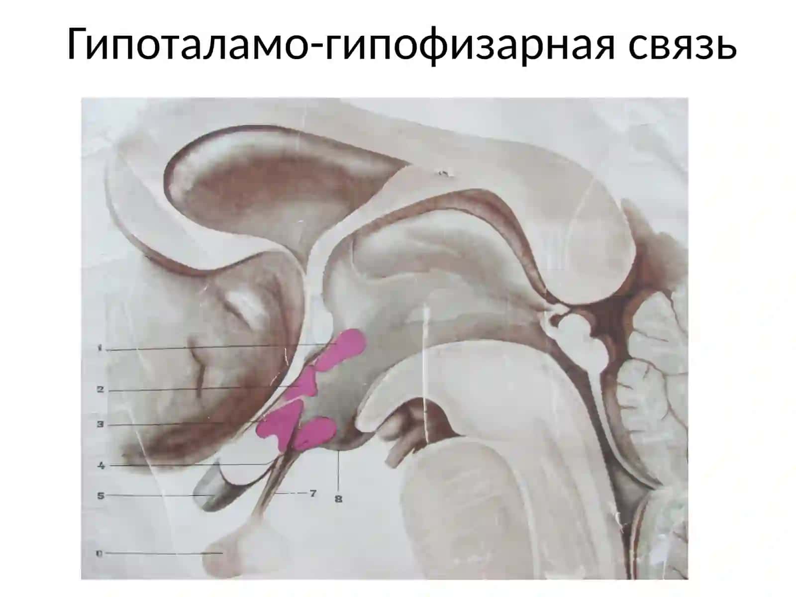 Физиология промежуточного мозга,лимбическойсистемы и коры больших полушарий 4