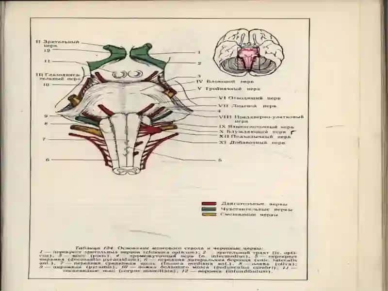 Мияустунинингзарарланишсиндромлари.Ретикулярформация, гипоталамуспатологияси 4