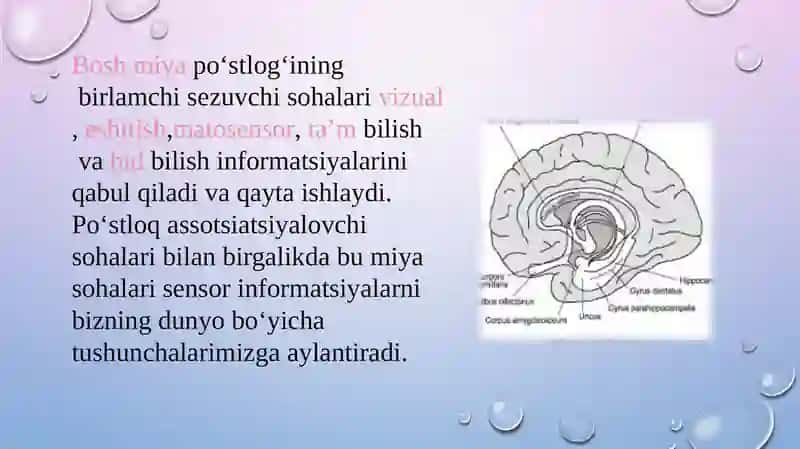 Bosh miya turli bo'limlari faoliyatini o'rganish.Bosh miya yarim sharlar po’stlog’ining fiziologiyas 4