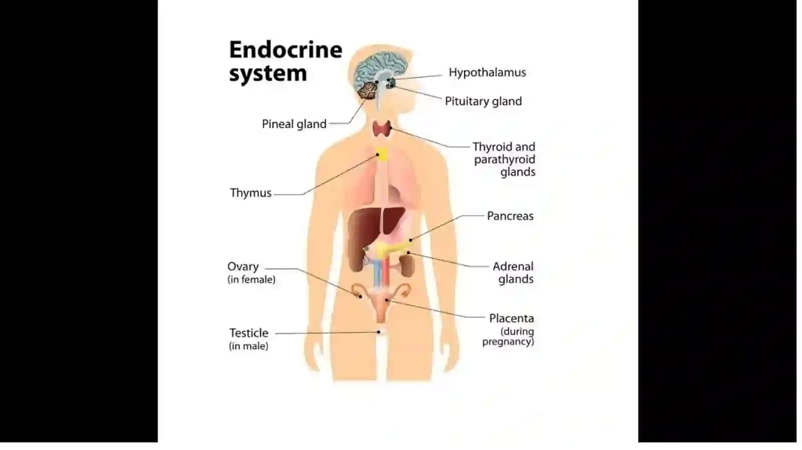 Endokrinbezlar 4
