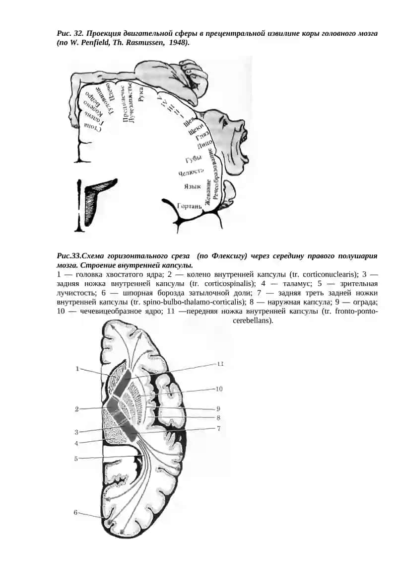 Рис. 31. Схема корково-мышечного пути 4