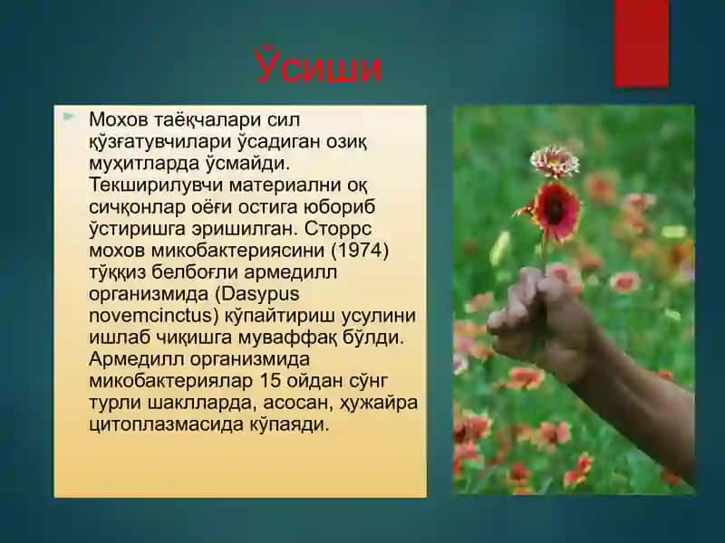 МОХОВ (ЛЕПРА) 4
