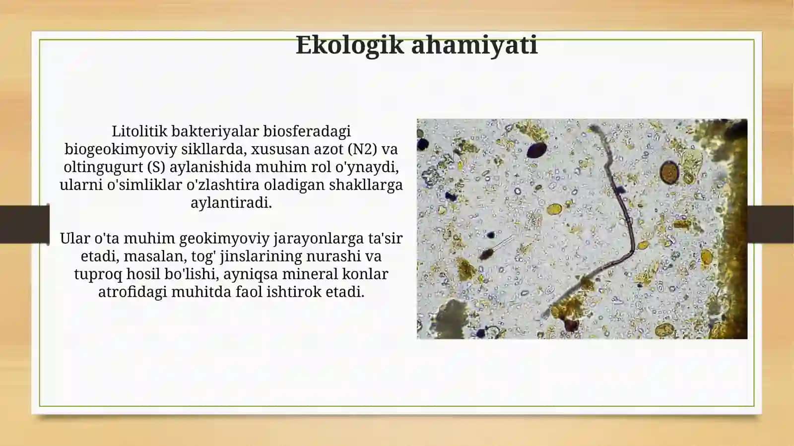 Litatrof bakteryalar. Umumiy tasnifi. Vakillari tuzilishi 4