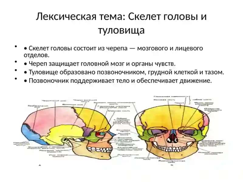 Монолог-описаниеисистемаоргановдыхания 4