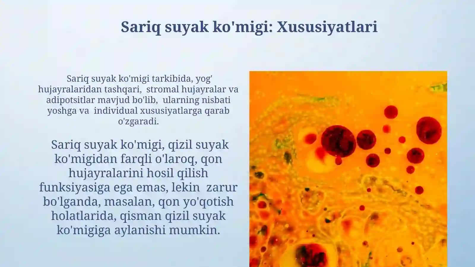 Suyak kõmigi,rivojlanishi,tuzilishi, vazifasi.Qizil duyak kõmigi,saqiq suyak kõmigi 4