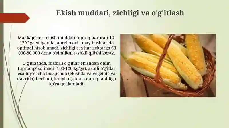 Makkajoʻxori yetishtirish texnalogiyasi 4