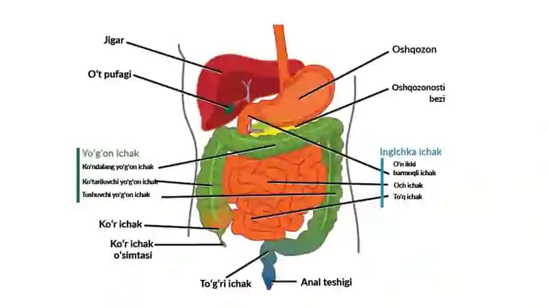 Oshqozon anatomiyasi va fiziologiyasi 4