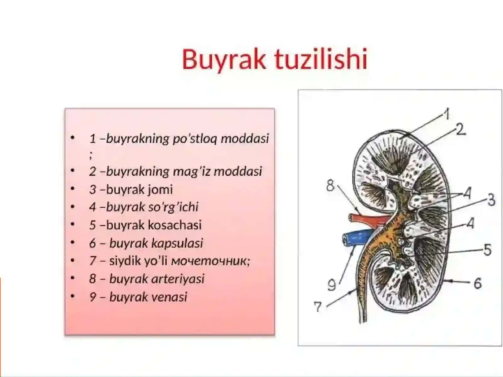 Qovuq, buyrak jomi va siydik nayi o'smalari 4