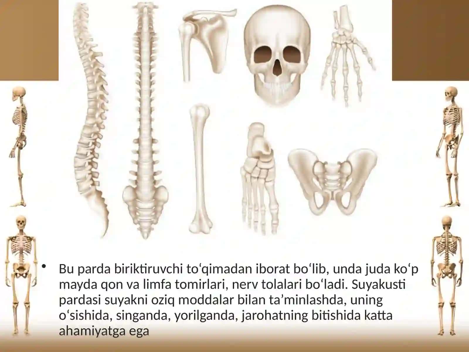 Suyaklarning tuzilishi va tarkibi 4