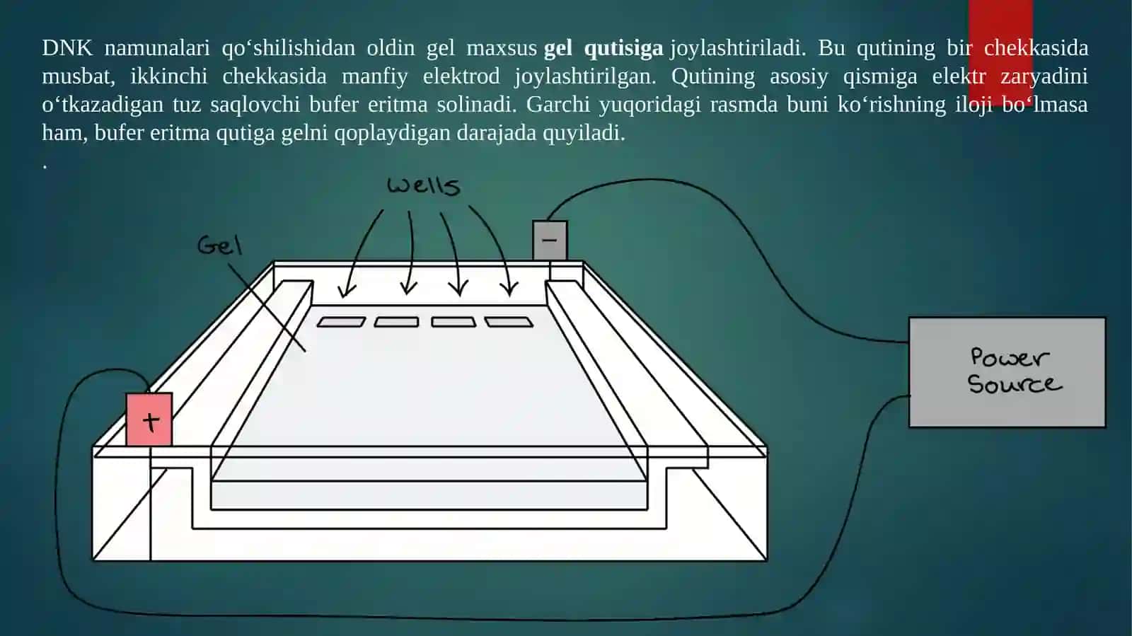 Nuklein kislotalarni agaroza gelida elektroforez qilish usuli 4
