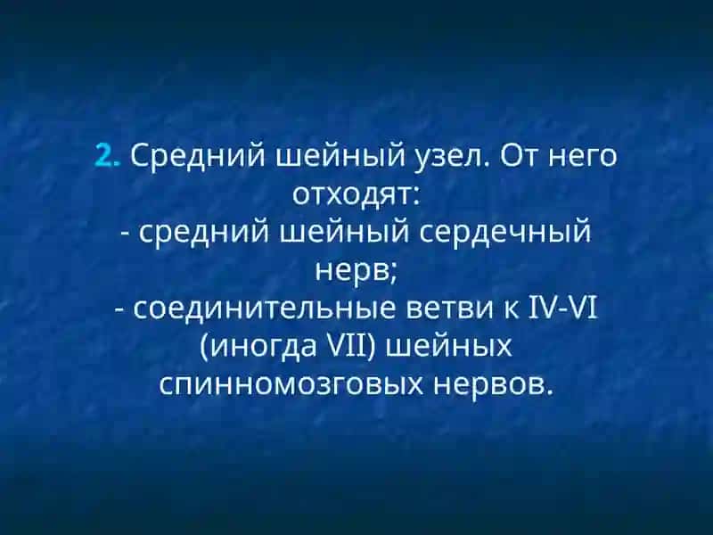 Автономная нервная система 4