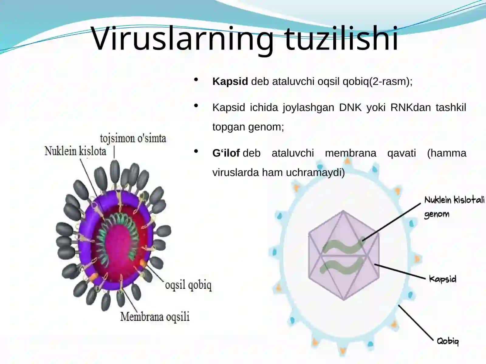 PROKARIOT VA EUKARIOT HUJAYRALARNING TUZILISHI 4