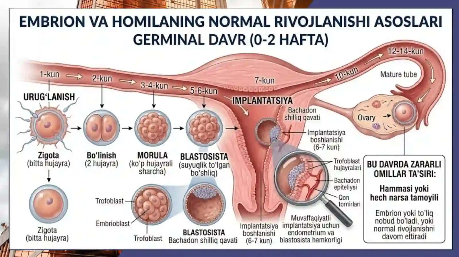 ONA QORNIDA RIVOJLANISH PATOLOGIYASI PREZENTATSIYA 4