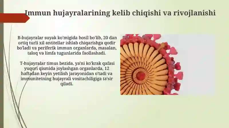 Tonsillar 4