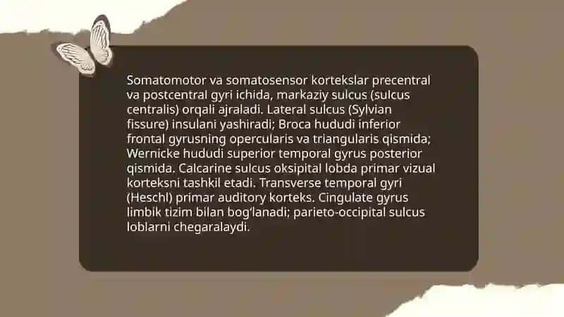 Inson bosh miyasi anatomiyasi, fiziologiyasi va patologiyasi. 4