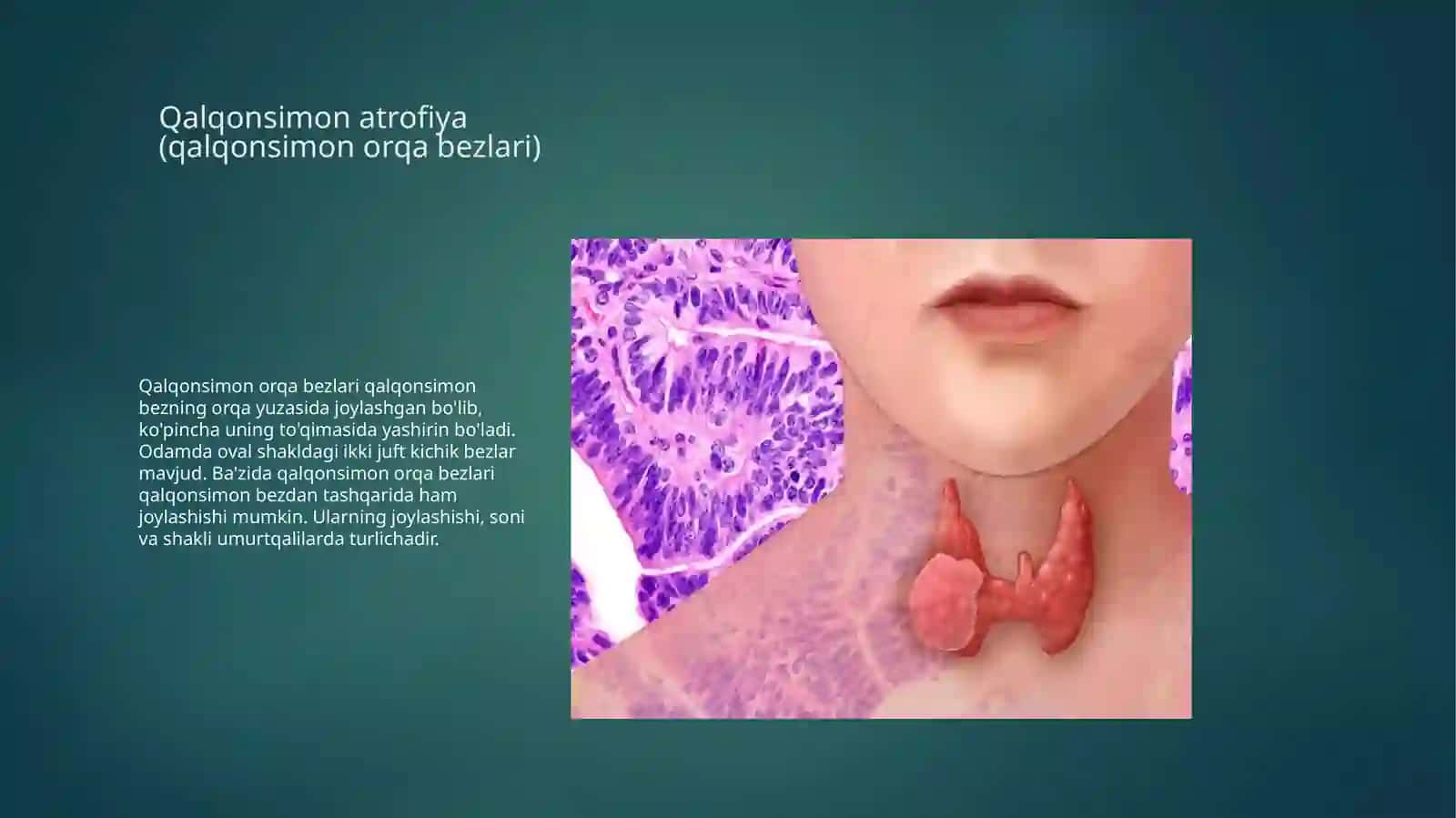 Inson endokrin tizimi 4