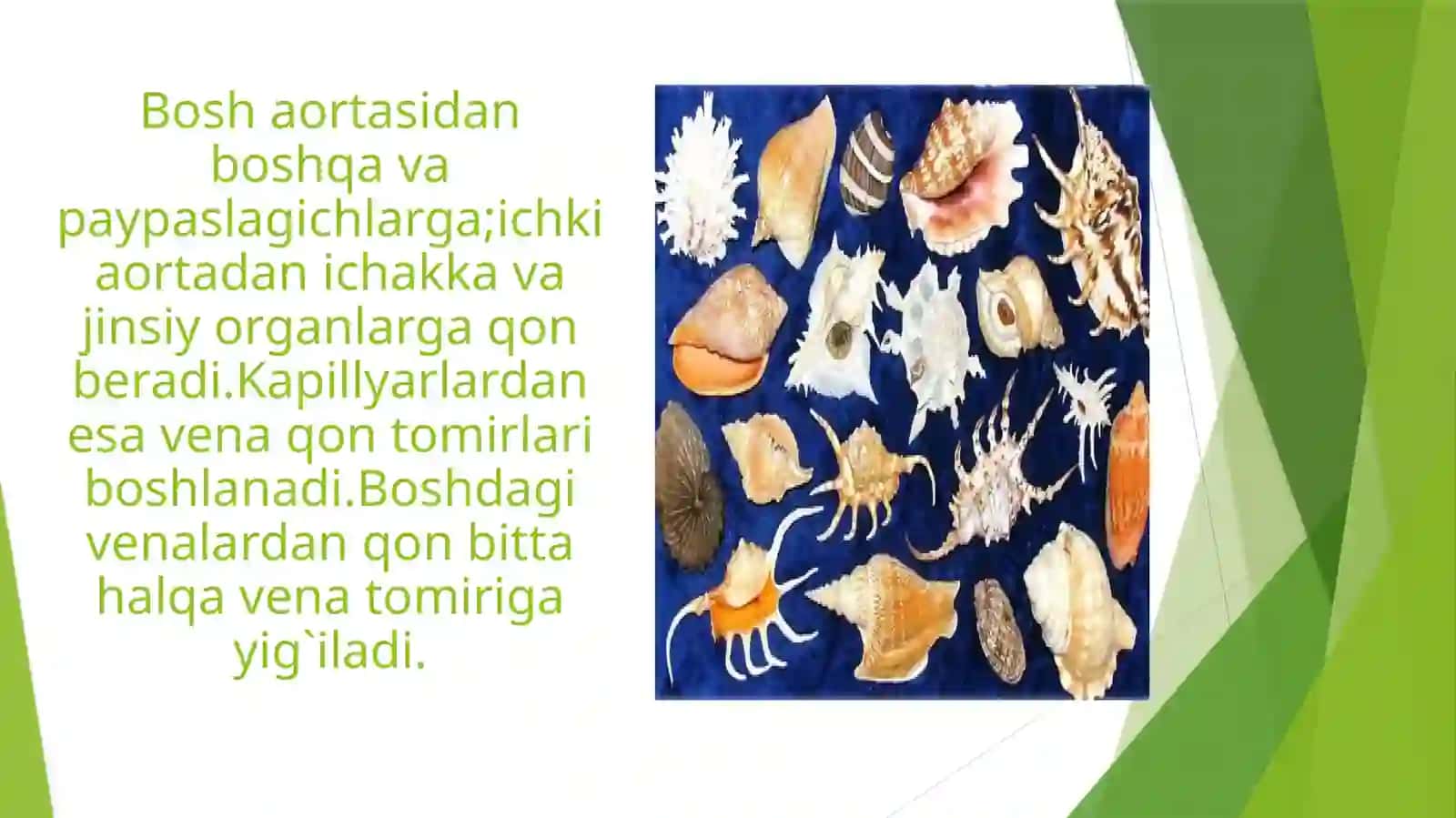 Bosh oyoqlilar nafas olishi va qon aylanish sistemasi 4