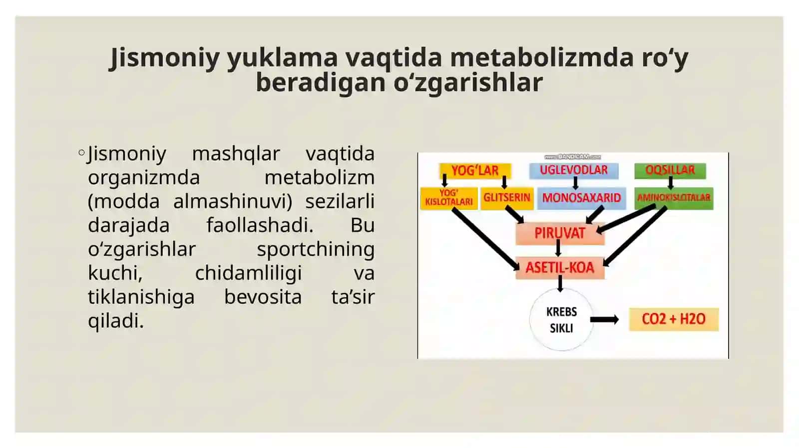 Jismoniy yuklama vaqtida metabolizmda ro'y beradigan o'zgarishlar 4