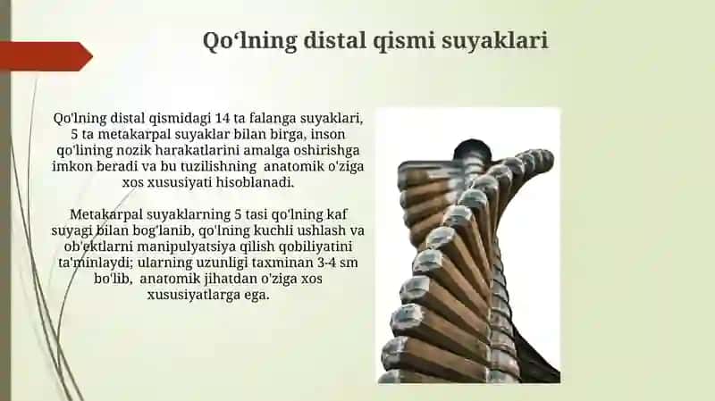 Yuqori va pastki kamar suyaklarining tuzilishi 4