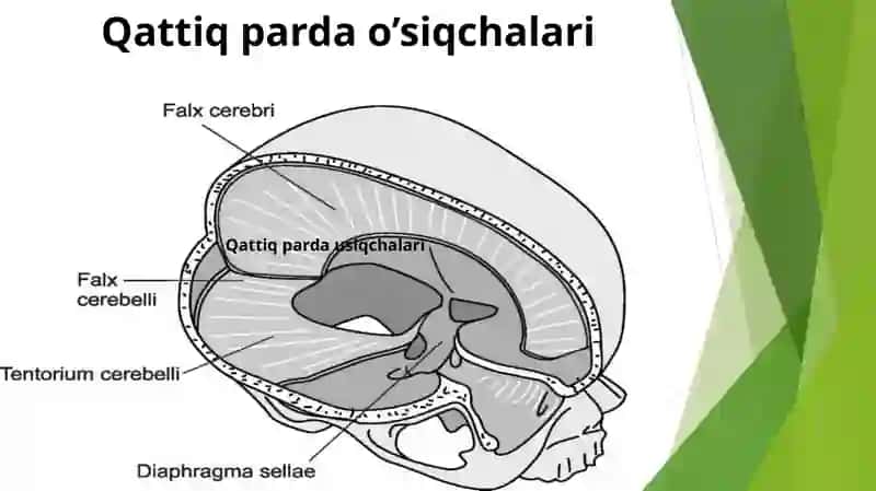 Bosh miya pardalarining vena bo’shliqlari va sisternalari 4