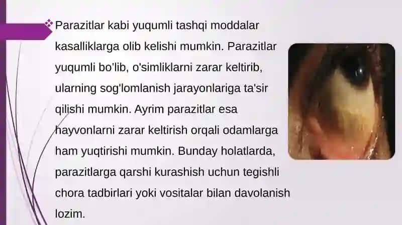 Parazitlar va ular keltirib chiqaradigan kasalliklarga qarshi kurash choralarini ishlab chiqish 4