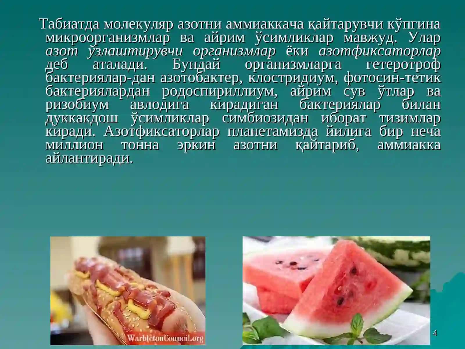 Нитратларнинг ўзлаштирилиши ва аминокислоталар синтези 4
