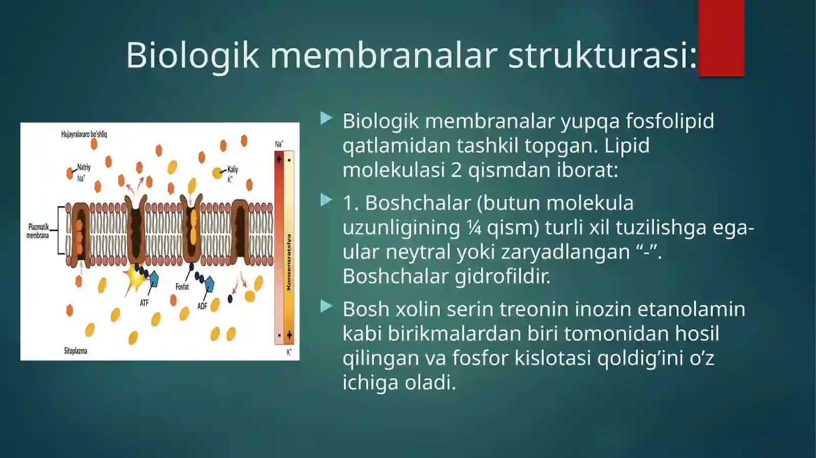 Biologik membranalardagi fizik jarayonlar. 4