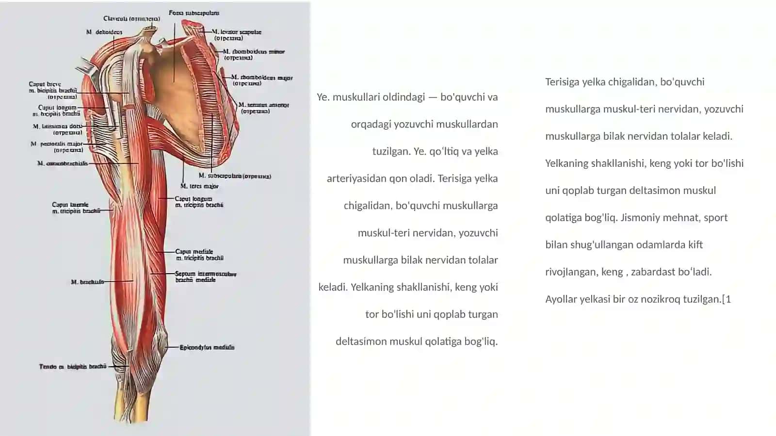 Qo'l muskullari 4