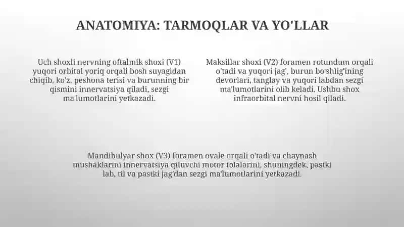 Uch shoxli nerv 4