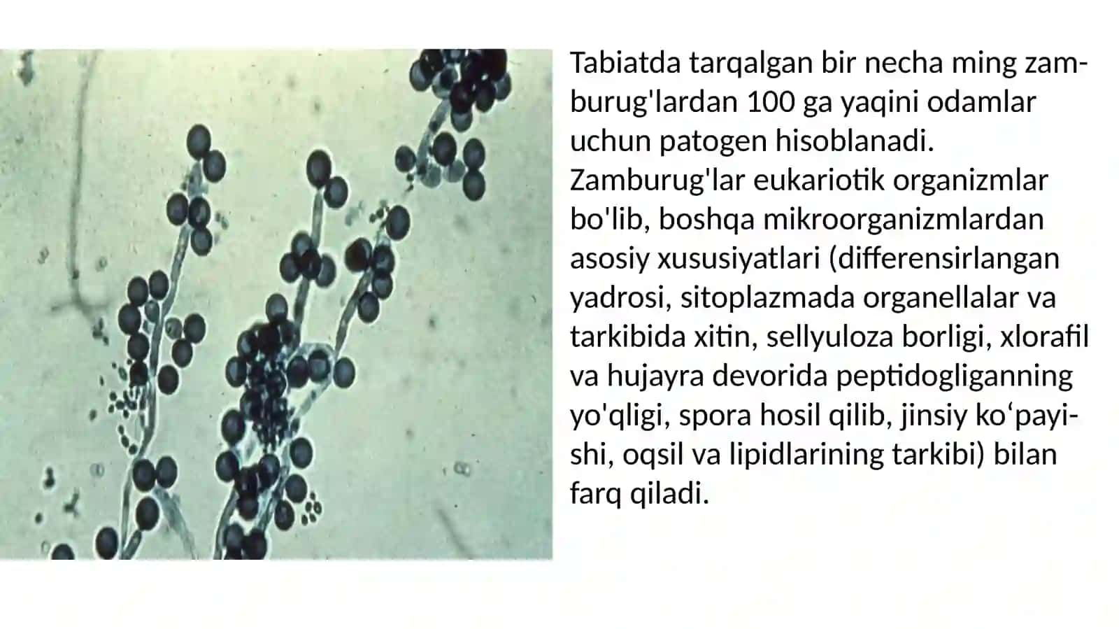 PATOGEN ZAMBRUG’LAR CHIQARUVCHI KASALLIKLAR VA ULARNI LABARATOR DIAGNOSTIKASI 4