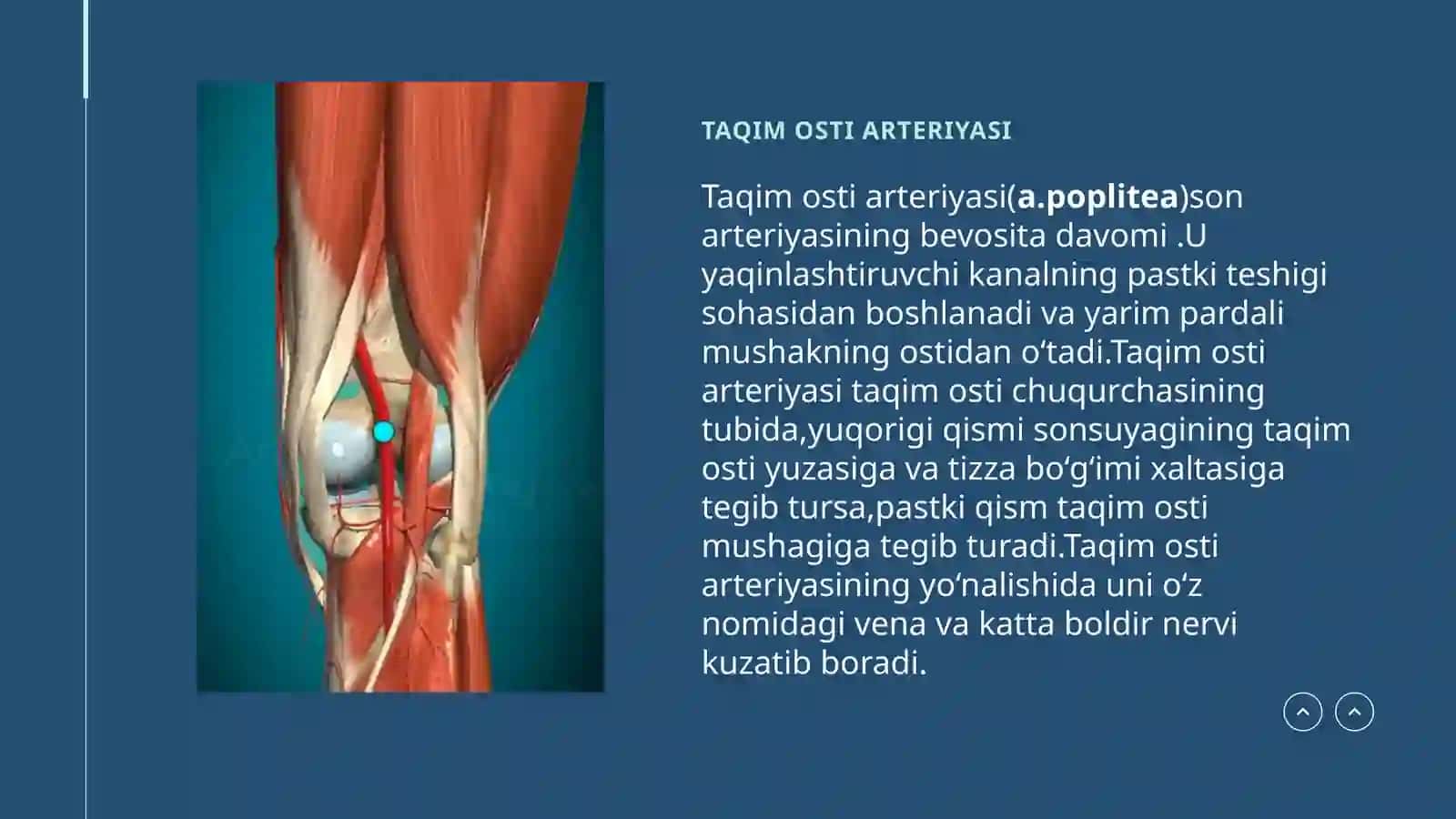 Oyoq Arteriyalari 4
