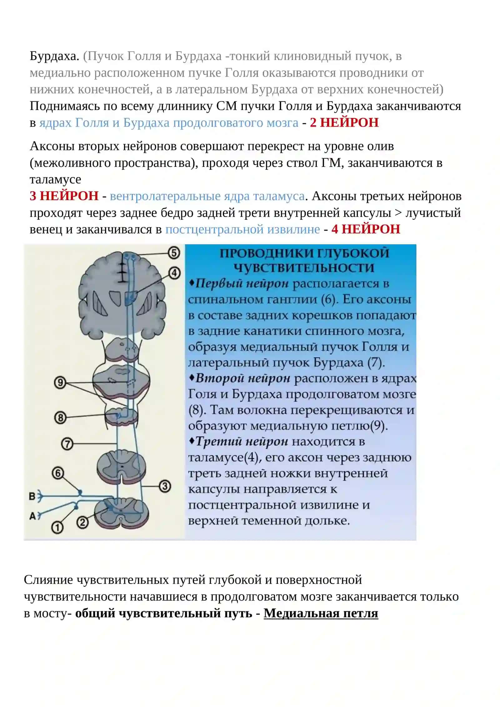 Чувствительная сфера 4