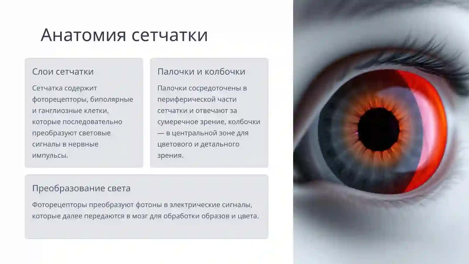 Фотохимический процесс в сетчатке. Теории восприятия цвета 4
