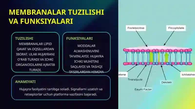 MEMBRANALAR BUZILISHLARINI PATOLOGIK JARAYON KELTIRIB CHIQARISHDAGI O'RNI 4