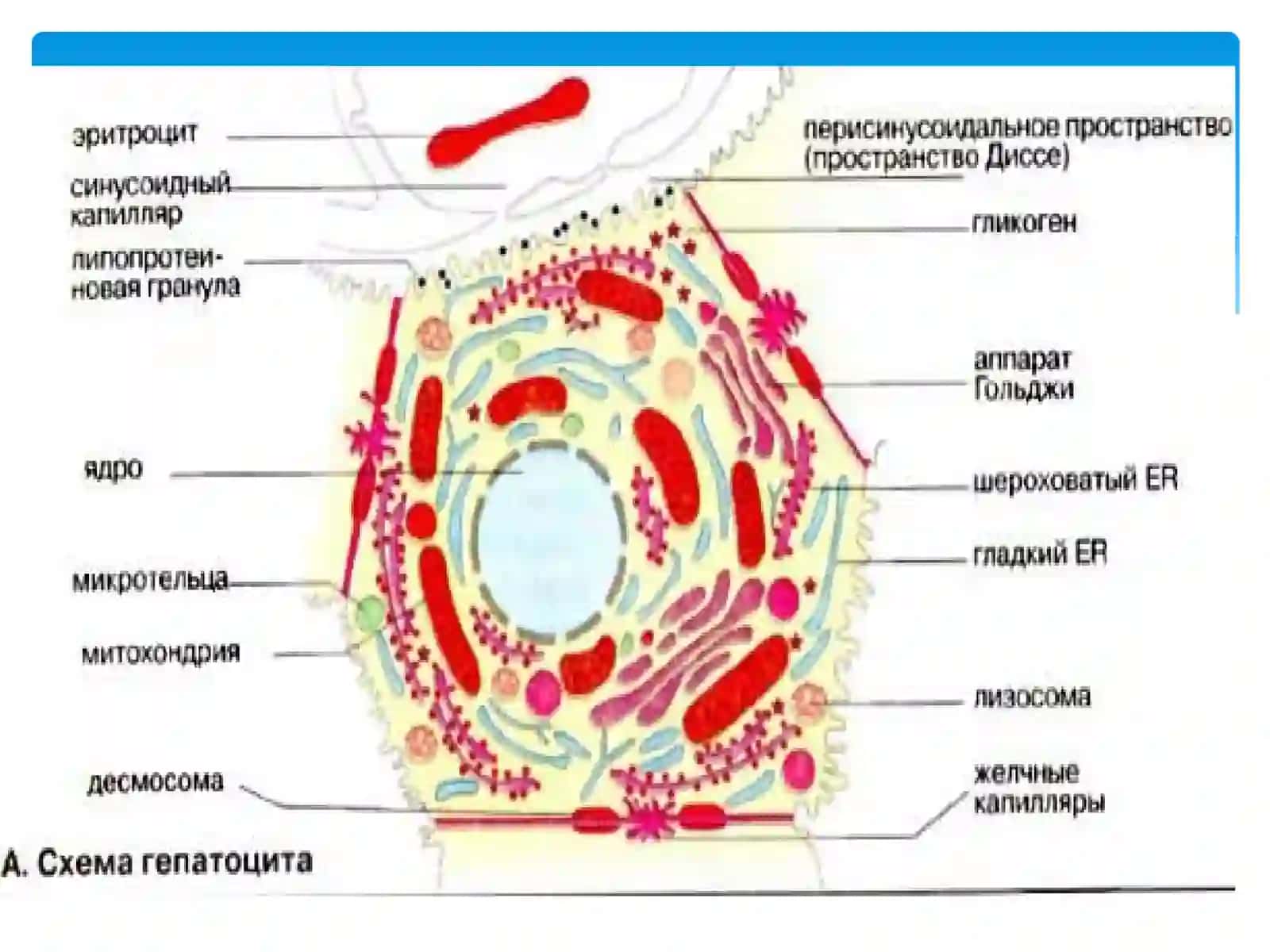 ЖИГАР БИОКИМЁСИ 4