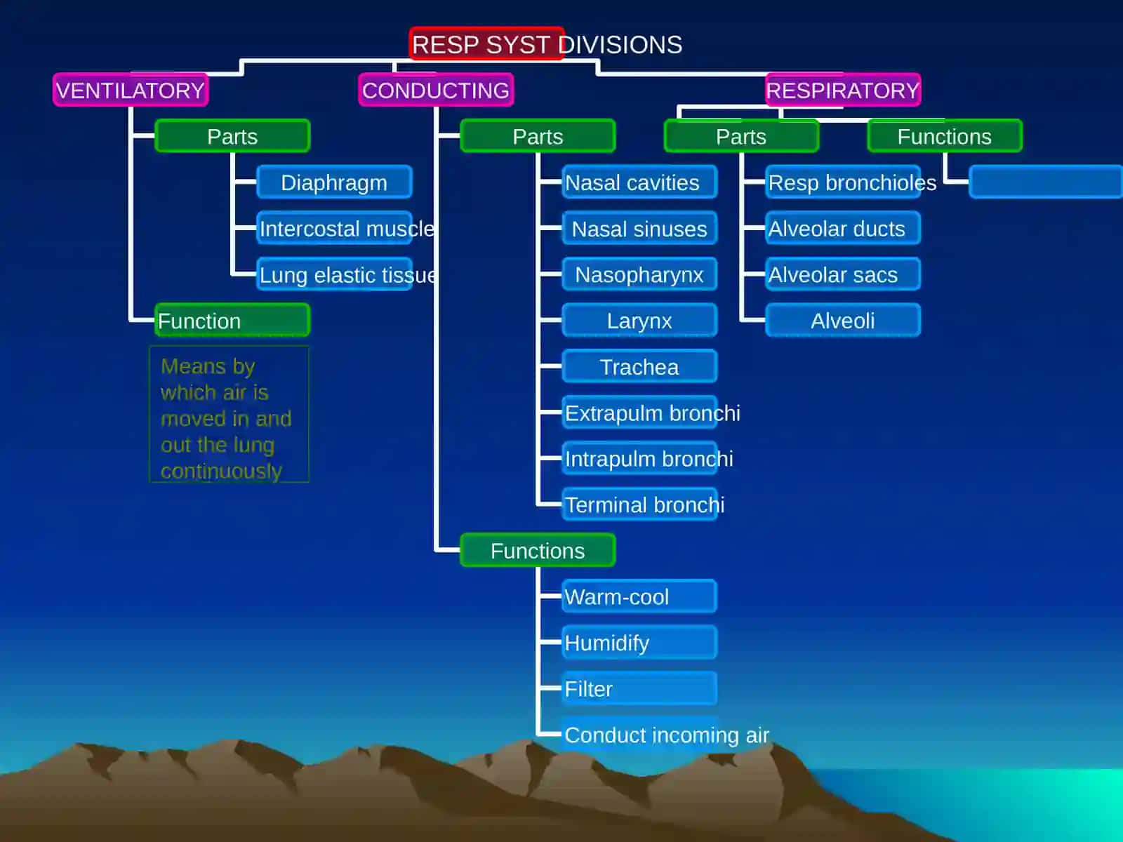 The Respiratory System 4