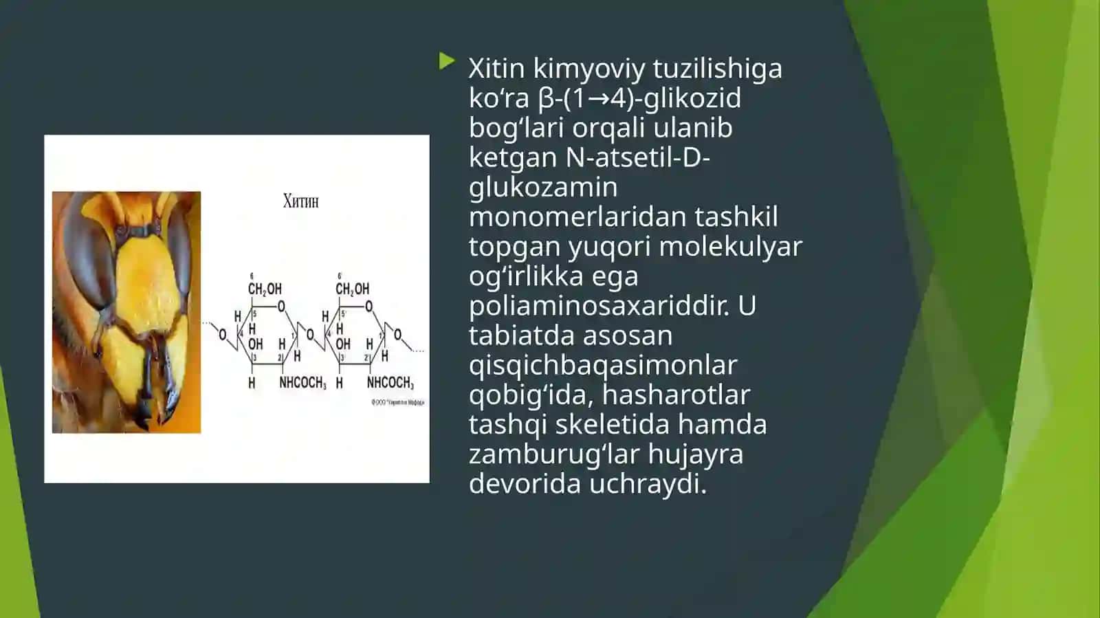Hashoratlardan ozuqaviy oqsillar ishlab chiqarish texnologiyasi 4