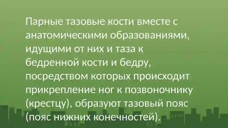 Таз (лат. pelvis) 4