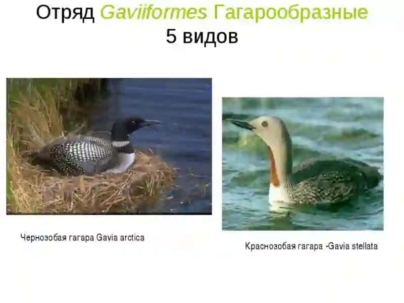 Систематика птиц 4