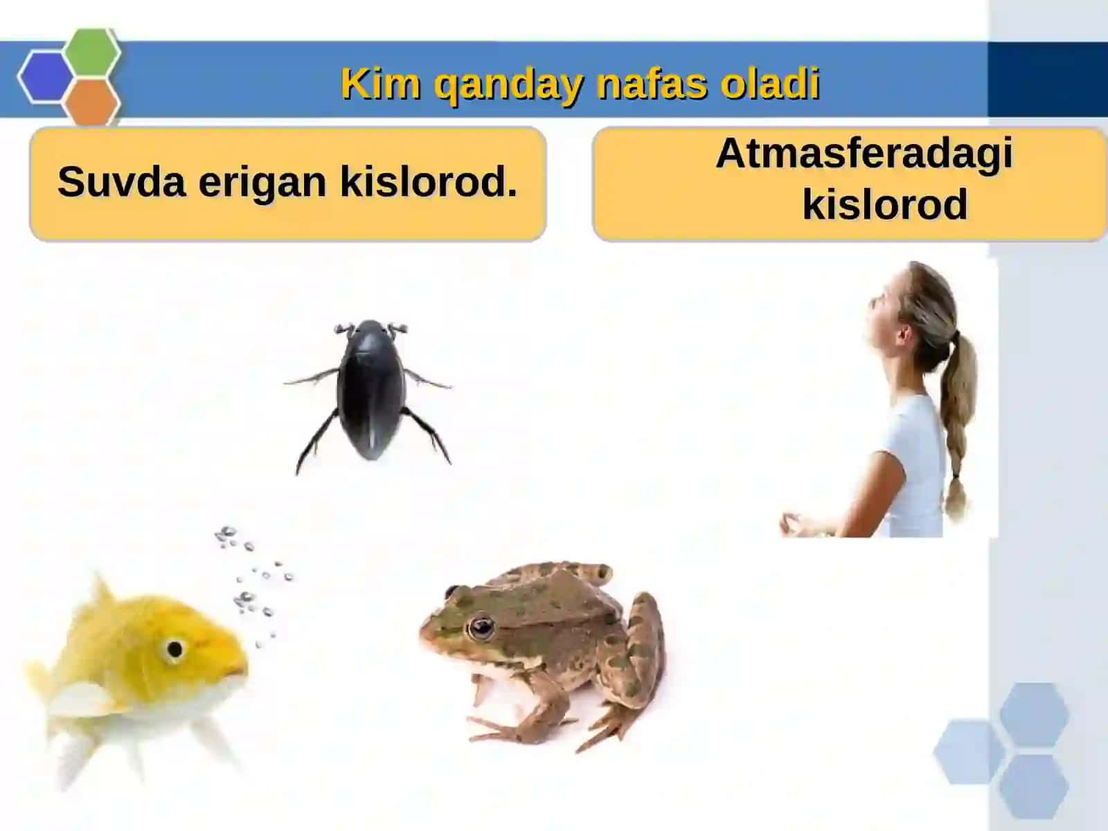 O’pka va to’qimalarda gazlar almashinuvi 4