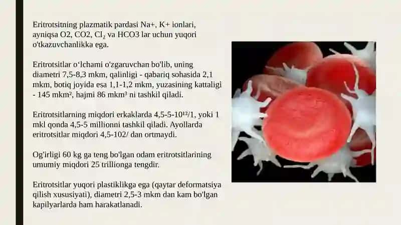 Eritrotsitlar. Gemoglobin va uning turlari 4