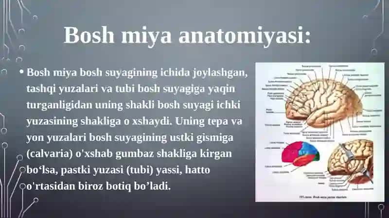 Boshvaorqamiya Anatomiyasi 4